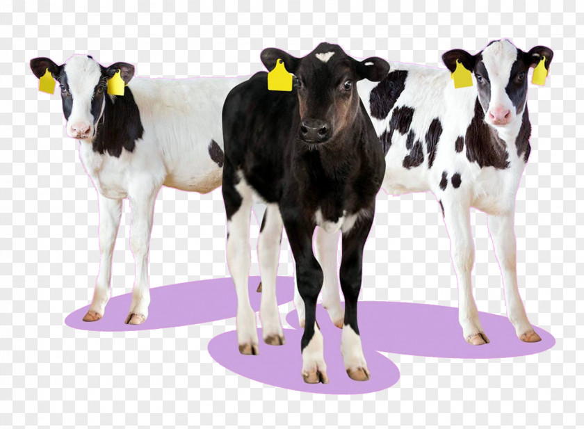 Xn Dairy Cattle Products Calf PNG