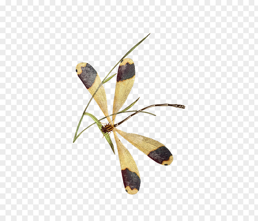Butterfly Dragonfly Insect Wing Pterygota Brush-footed Butterflies PNG