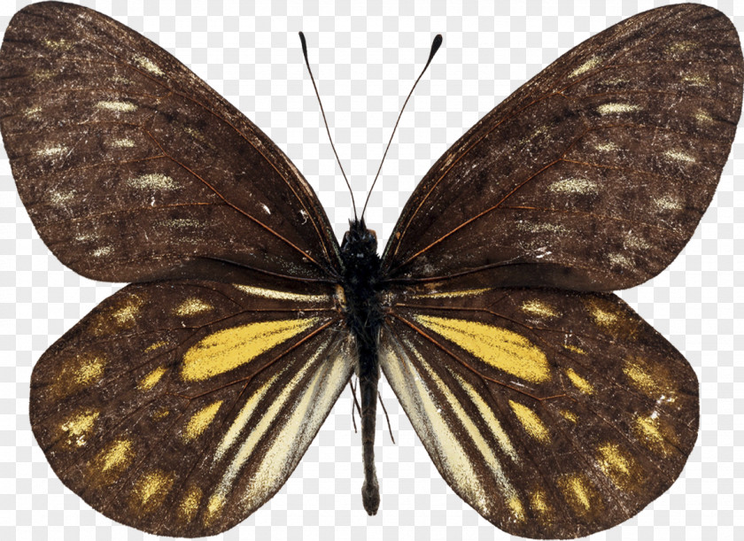 Butterfly Swallowtail Queen Alexandra's Birdwing Australasian Realm PNG