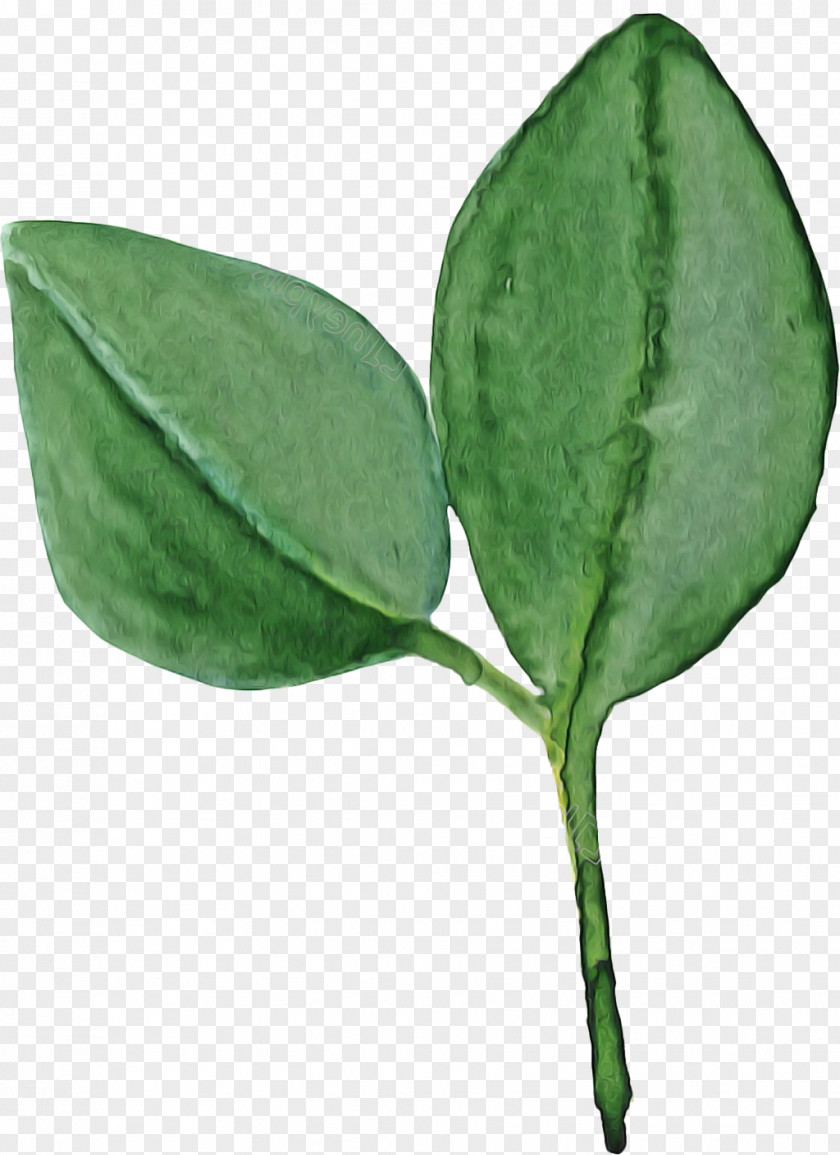 Coca Flower Leaf Plant PNG