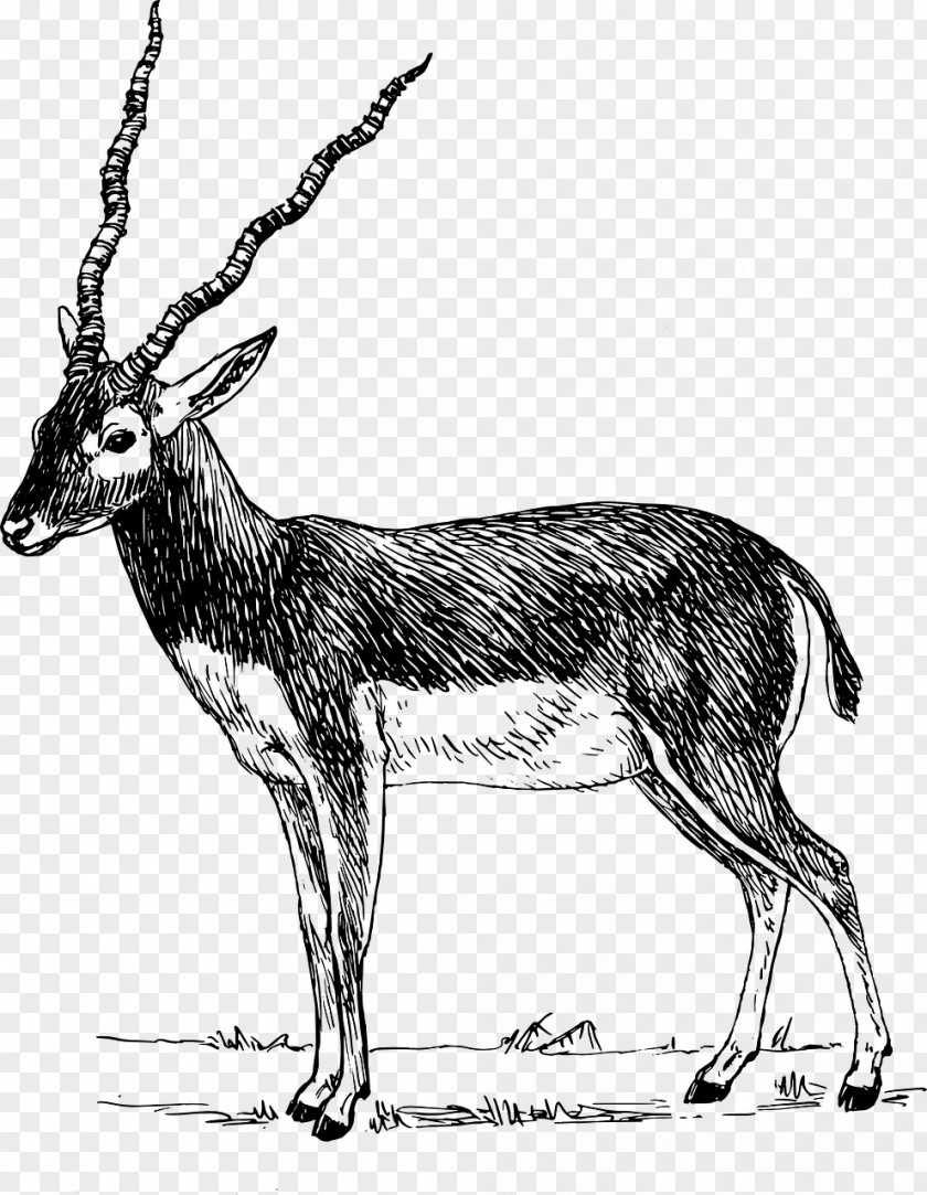Gazelle Antelope Impala Clip Art PNG