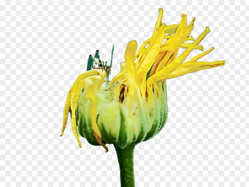 Herbaceous Plant Petal Marigold Flower PNG