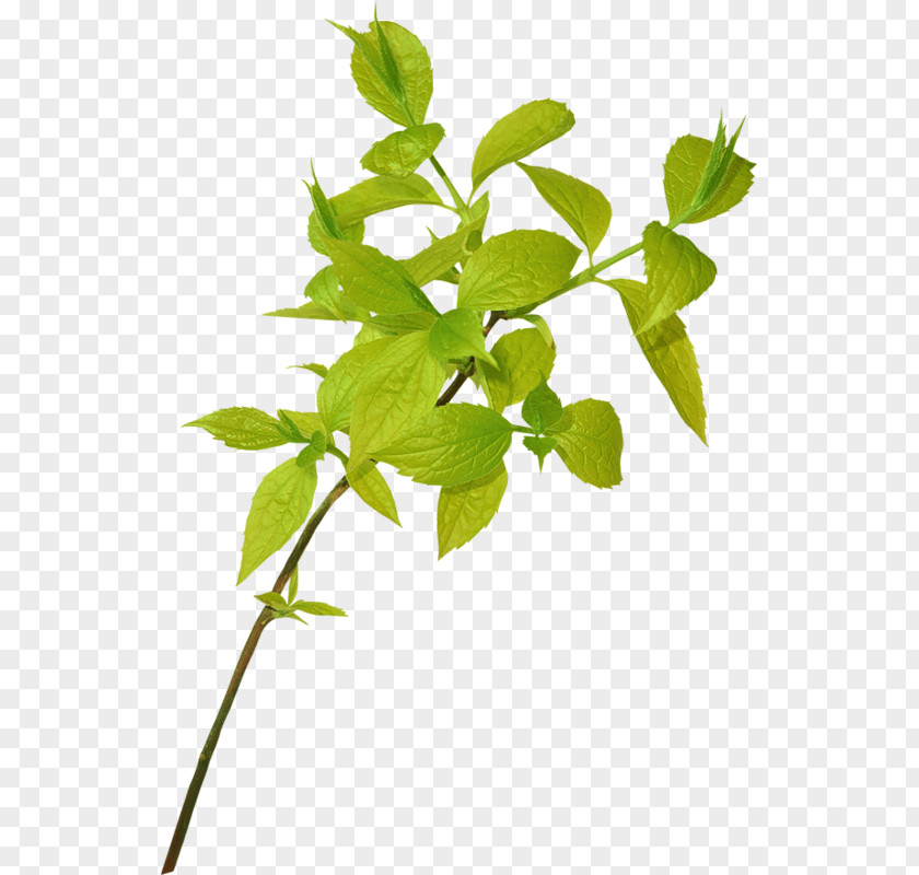 Leaf Branch PNG