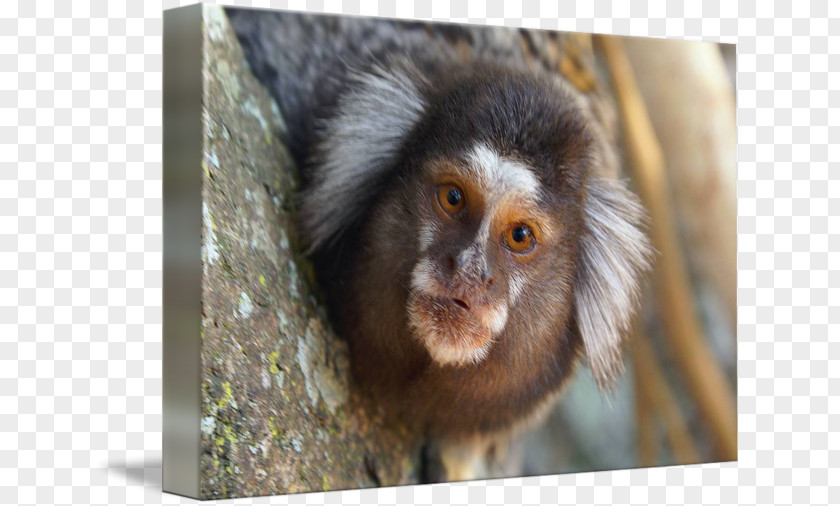 Monkey Macaque Marmoset Capuchin New World Monkeys PNG