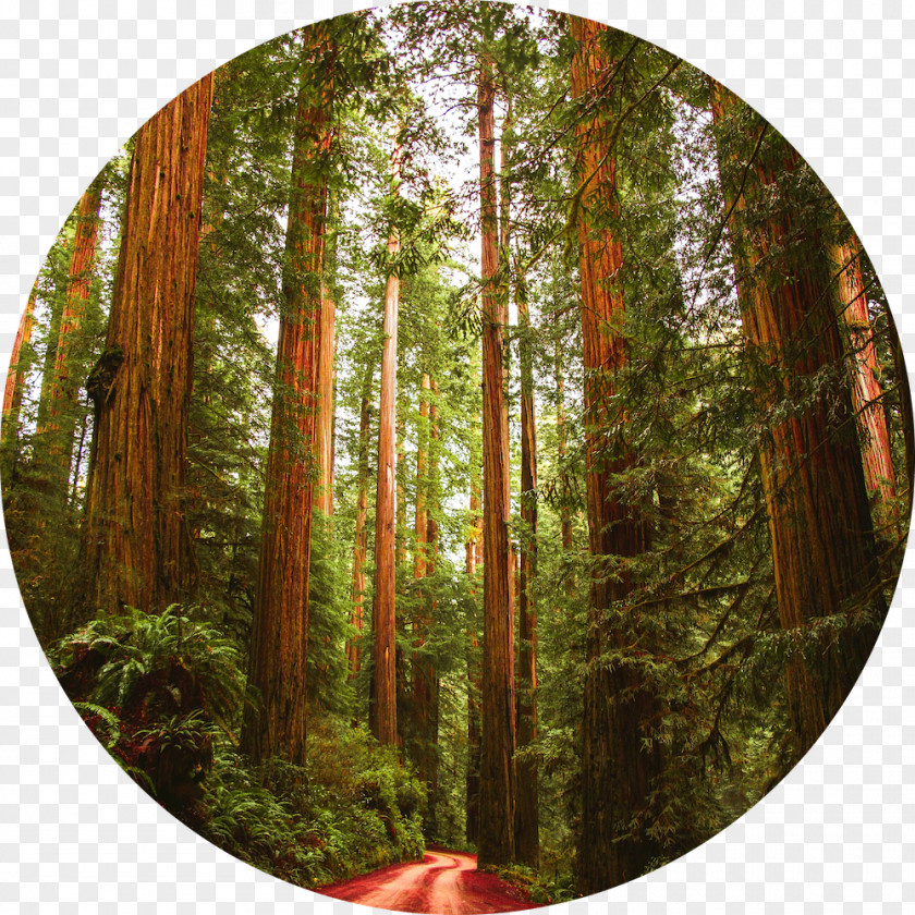 Muir Woods Photography Image Video Photogram PNG