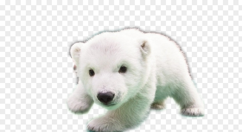 Polar Bear Baby Bears Dog PNG