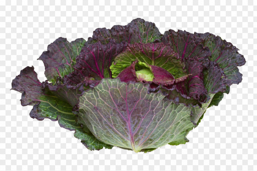 Purple Vegetables Savoy Cabbage January King Broccoli Cauliflower PNG