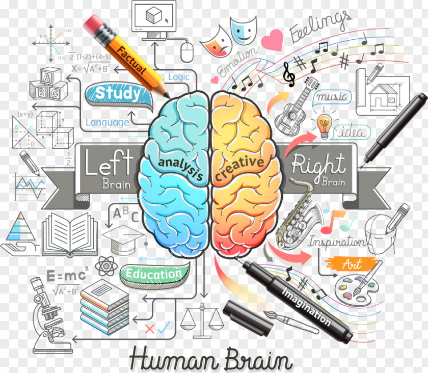 Vector Color Brain And Pencils Human Euclidean Illustration PNG