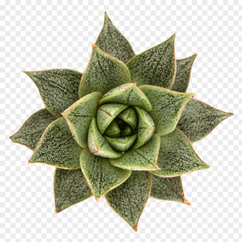 Echeveria Purpusorum Designing With Succulents Succulent Plant Cactaceae PNG