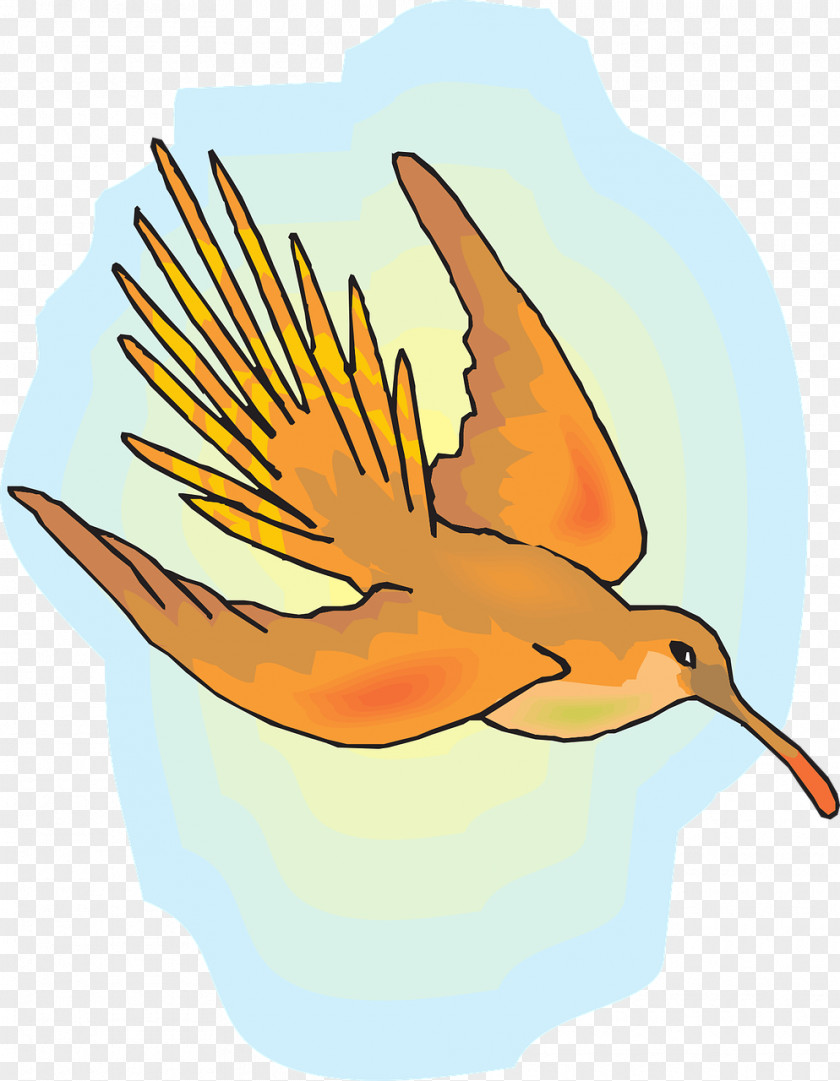 Flying Bird Hummingbird Flight PNG