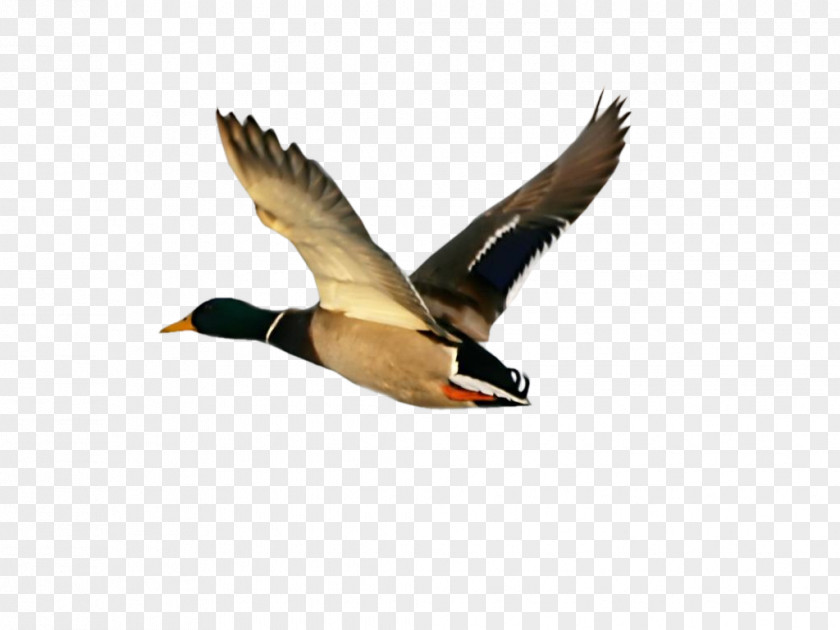 Goose Bird Duck Centerblog PNG