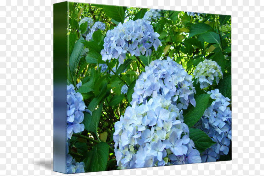 Hydrangea Serrata Blue Shrub Lilac Plant PNG