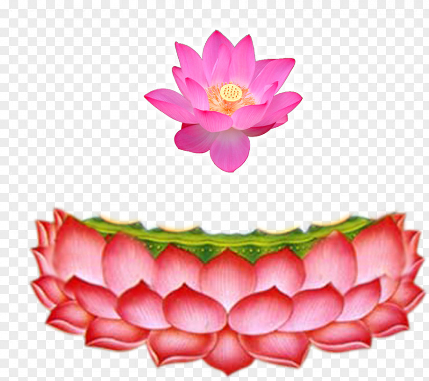 Lotus Material Nelumbo Nucifera Heart Sutra Euclidean Vector Buddhahood PNG