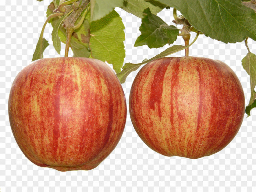 A Small Two Red Apples Apple Fruit Tree Stock.xchng PNG