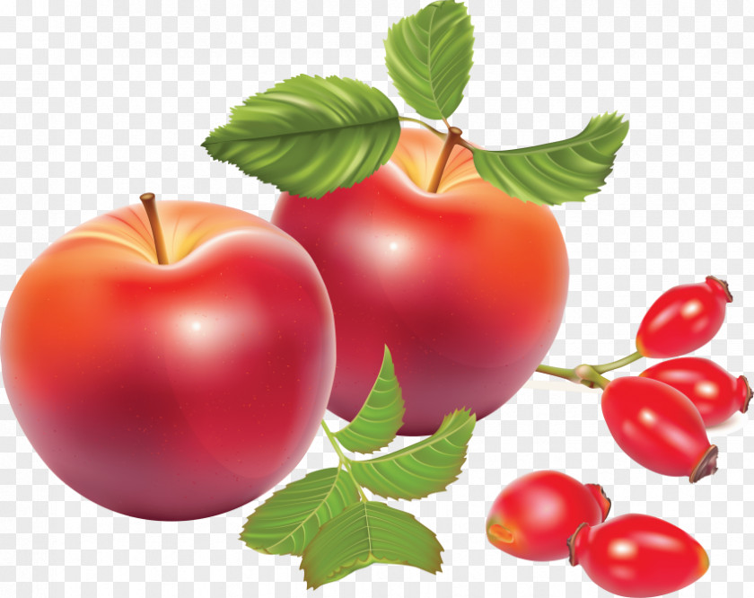 Apple Rose Hip Vector Graphics Image PNG