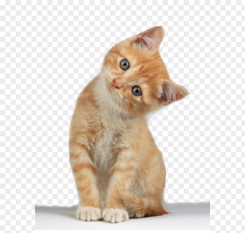 Kitten Clipart Munchkin Cat Scottish Fold Clip Art PNG