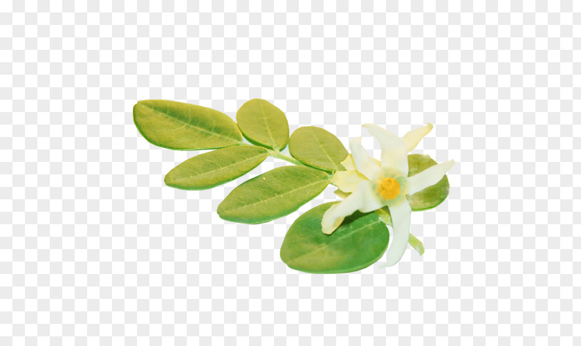 Moringa Flower Drumstick Tree Seed Plant PNG