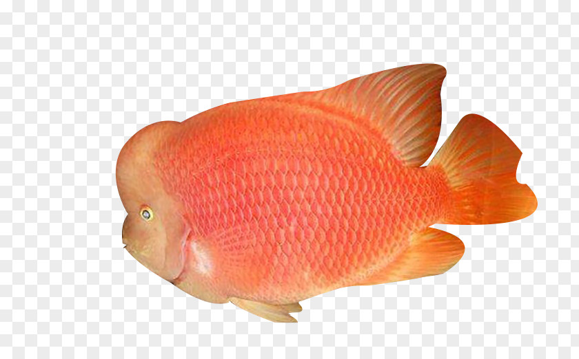 Orange Roe Fish Download PNG