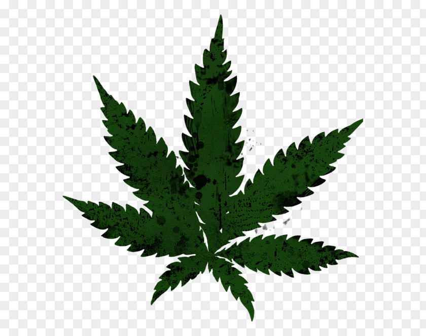 Pot Leaf Cannabis Sativa Legalization Drawing PNG