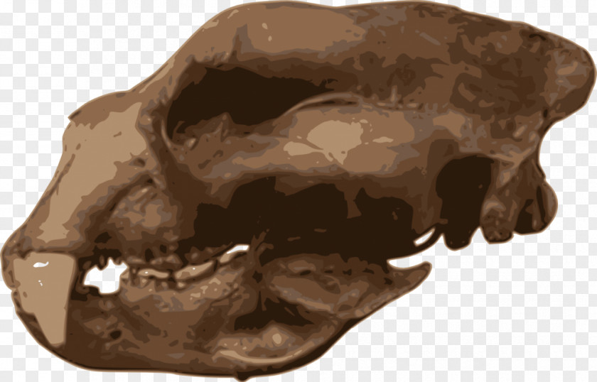 Skull Short-faced Bears Carnivora Homotherium Animal PNG