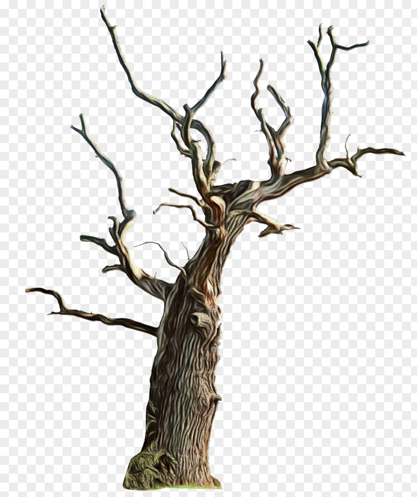 Tree Branch Trunk Plant Woody PNG