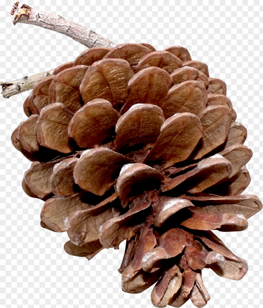 Tree Pine Nut PNG