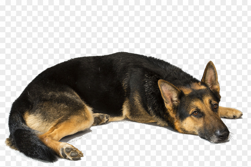 Dogs German Shepherd White Labrador Retriever Puppy Police Dog PNG