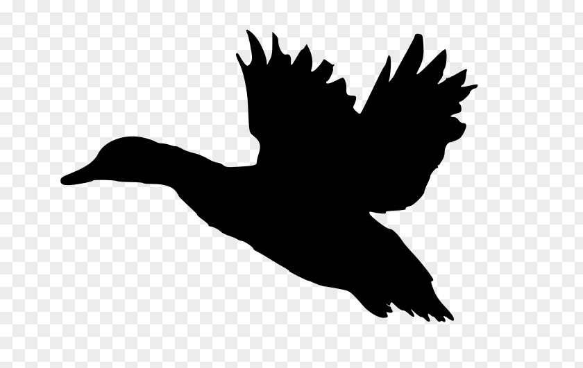 DUCK FLYING Mallard Duck American Pekin Flight Clip Art PNG