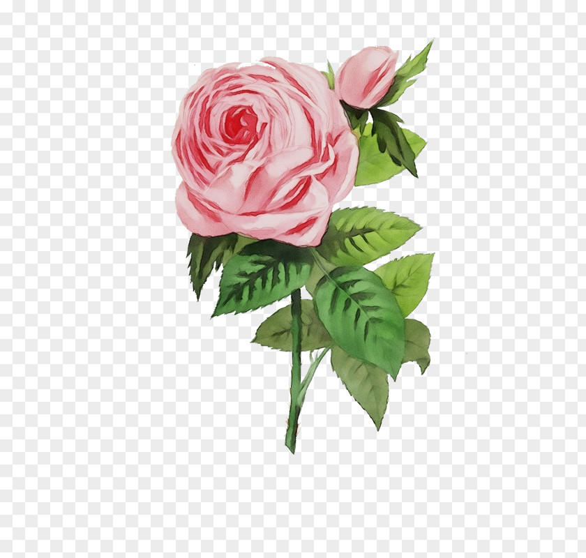 Garden Roses PNG