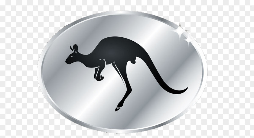 Kangaroo Silver Eastern Grey PNG