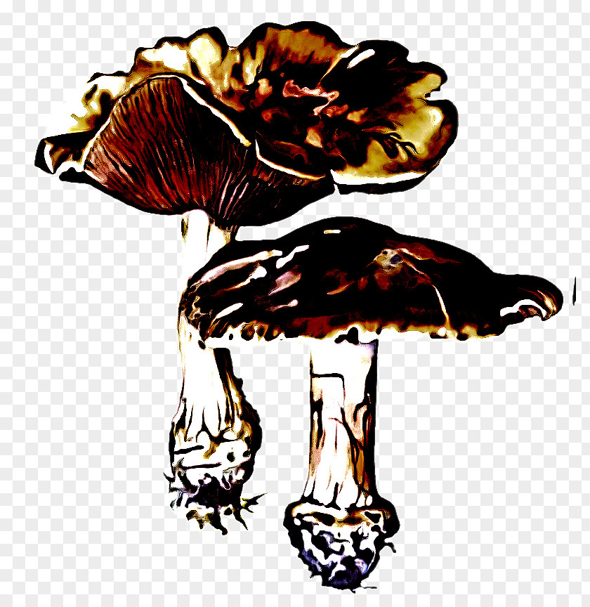 Medicinal Mushroom Plant Clip Art Fungus Agaricomycetes PNG