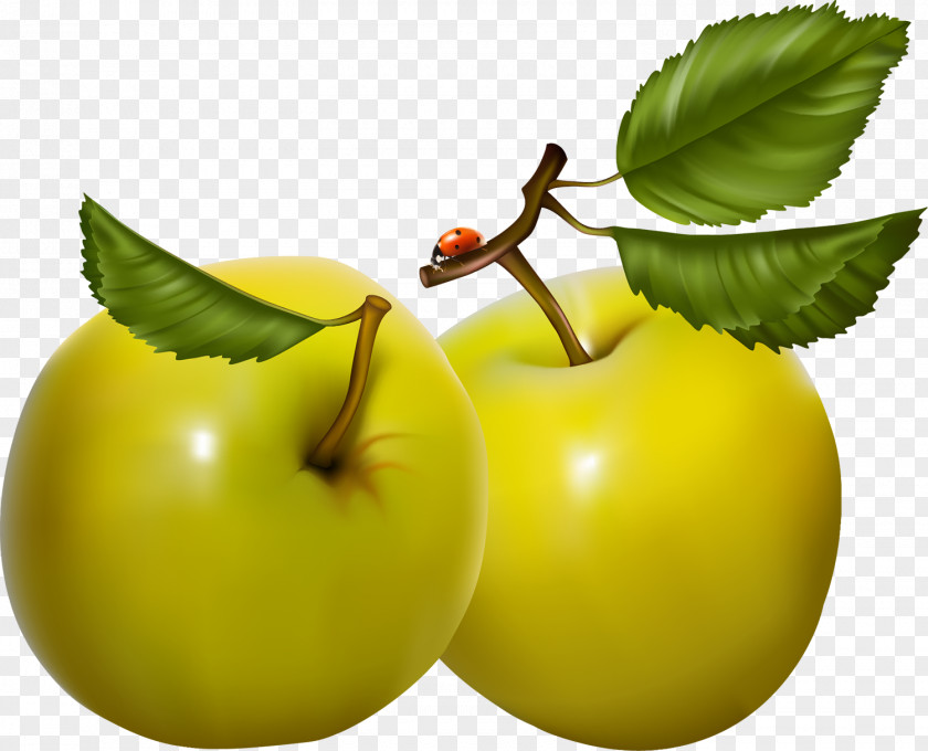 Pear Art Fruit PNG
