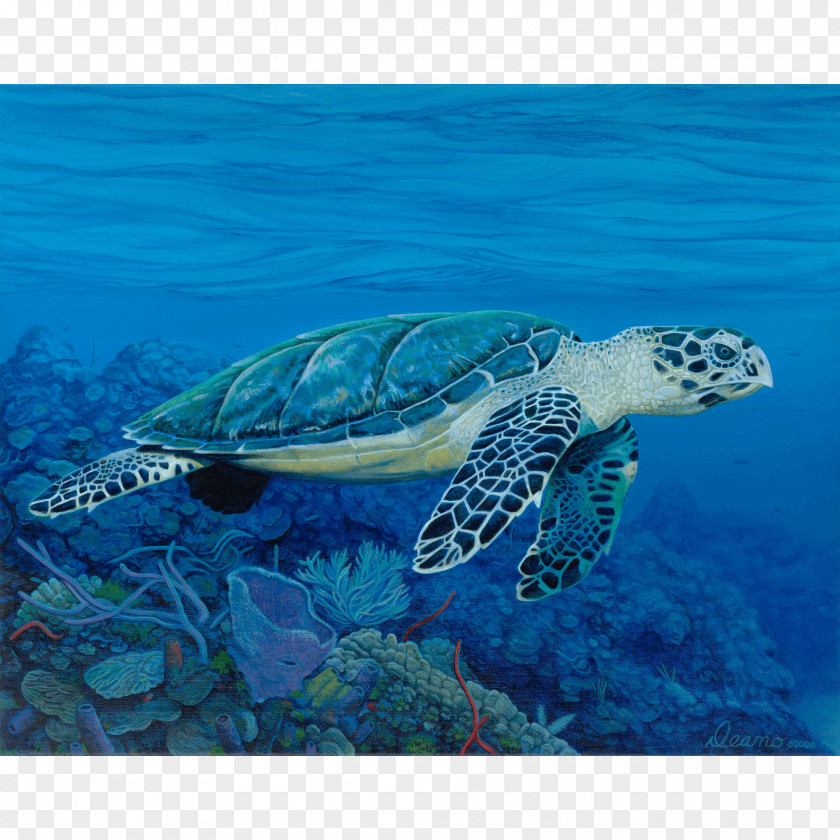 Turtle Hawksbill Sea Reptile Aquatic Animal PNG
