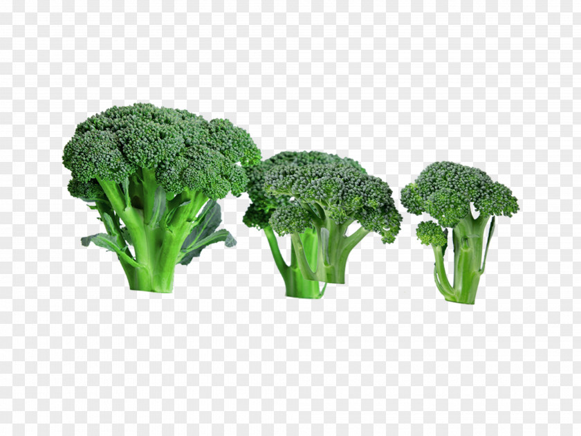 Green Healthy Food Broccoli Vegetable PNG