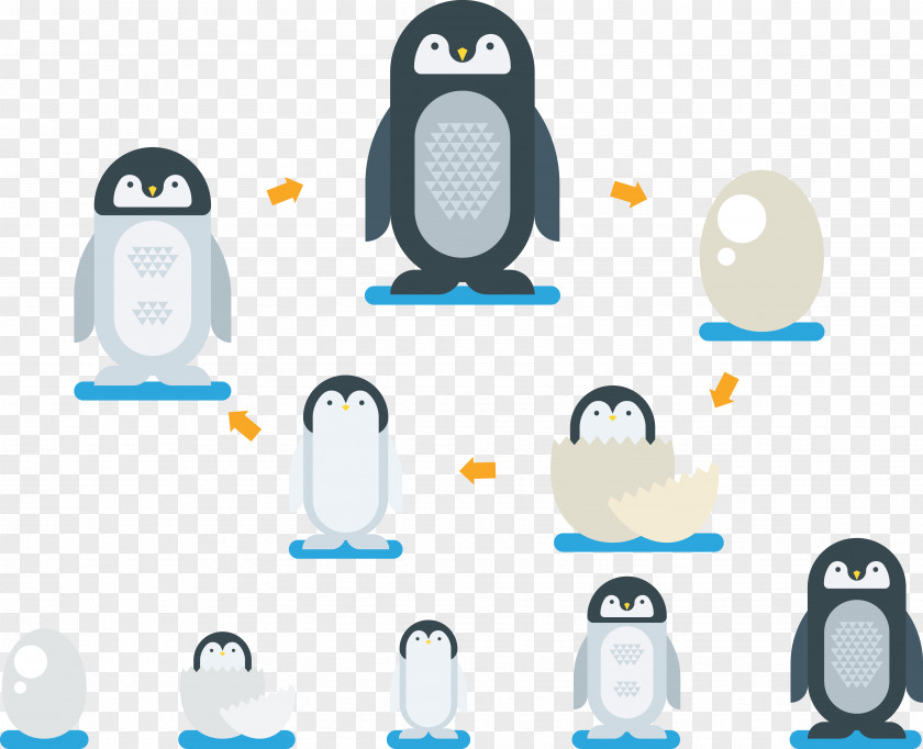 Hatching Penguin Cartoon Illustration PNG