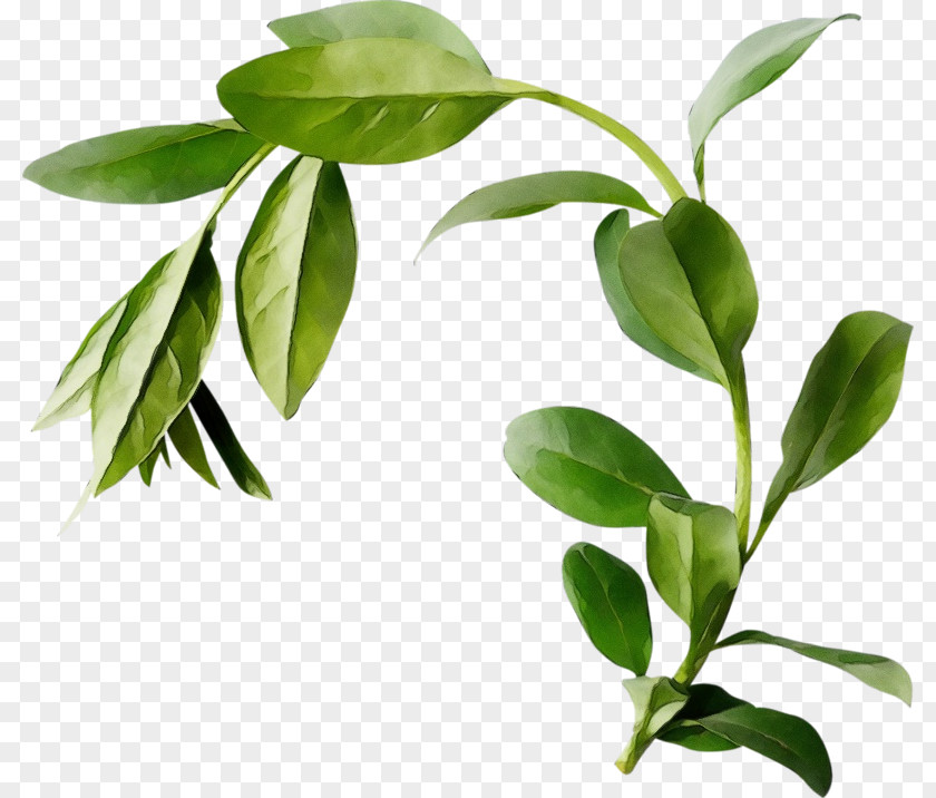 Herb Plant Stem Flower Leaf Tree Flowering PNG