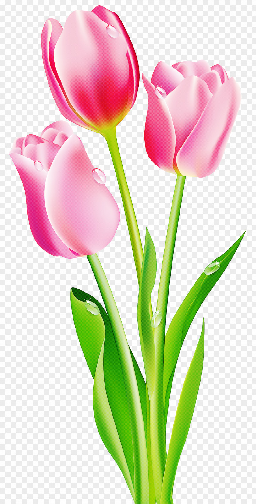 Pedicel Plant Stem Tulip Flower Petal Cut Flowers Pink PNG