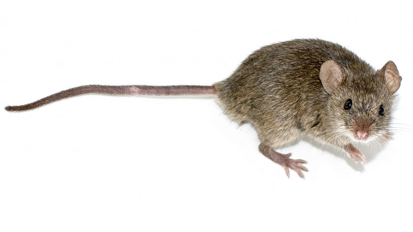 Rat House Mouse Rodent Squirrel Animal PNG