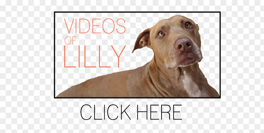 American Bulldog Dog Breed Pit Bull Terrier PNG