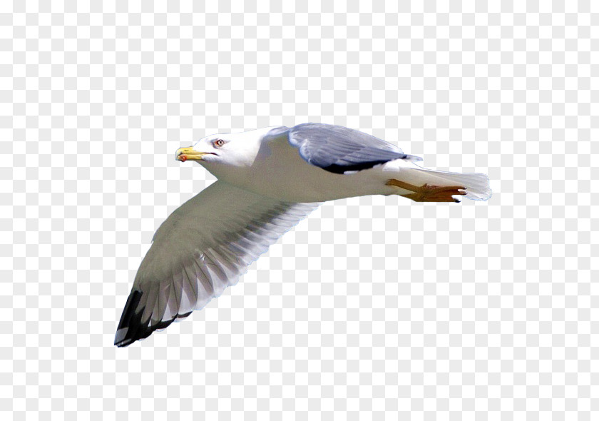 Bird European Herring Gull Bald Eagle Raster Graphics PNG