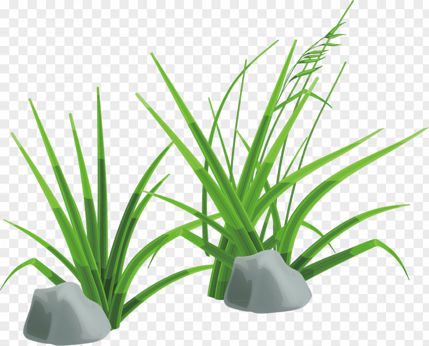 Green Grass Material Clip Art PNG