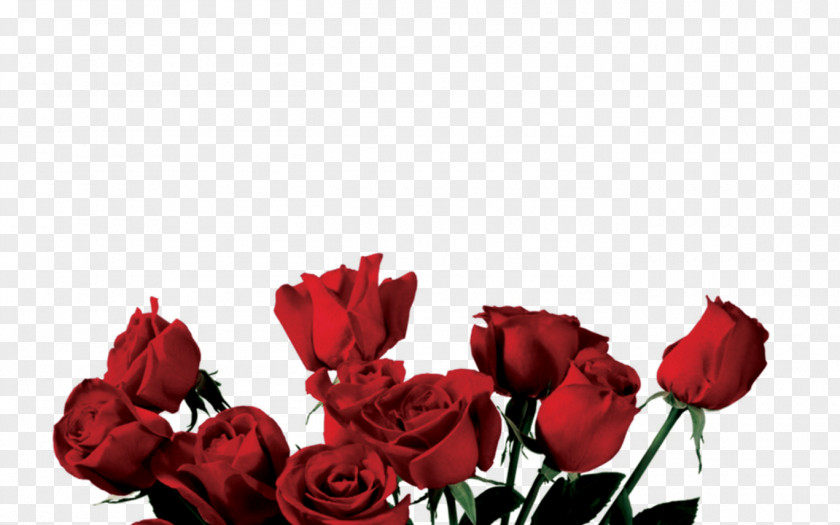 Aesthetic Transparent Rose Clip Art Flower Image PNG