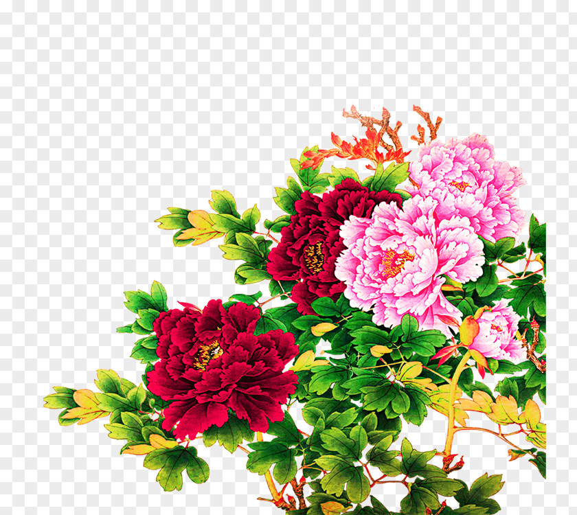 Chinese Peony Moutan Illustration PNG