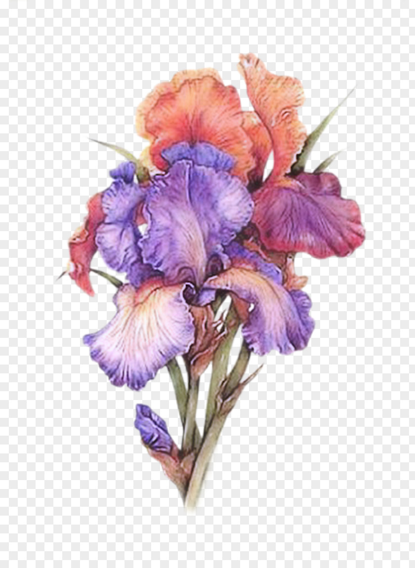 Painting Irises Watercolor Watercolour Flowers Art PNG