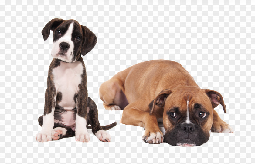 Puppy Boxer English Mastiff Bullmastiff Miniature Schnauzer PNG