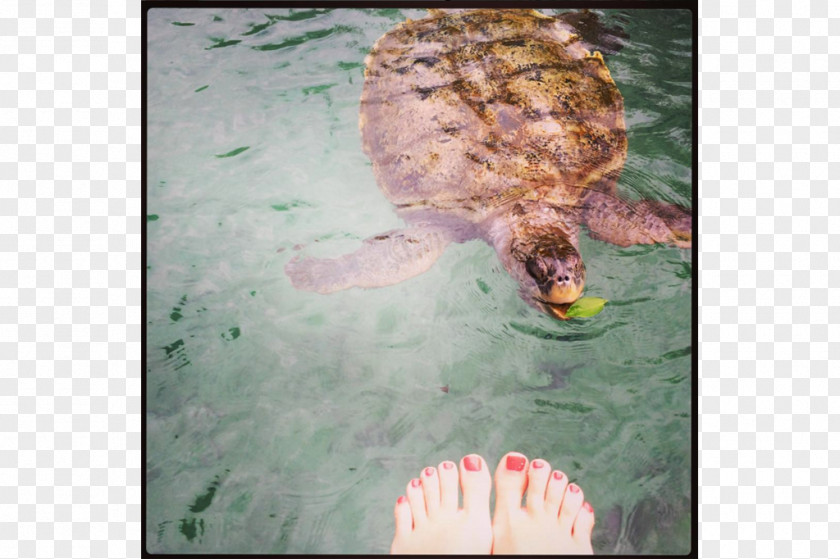 Turtle Loggerhead Sea Emydidae Tortoise PNG