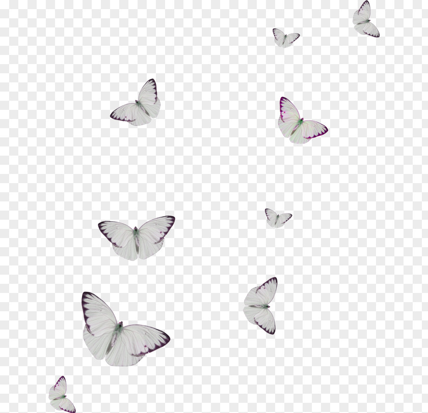 Butterfly Clip Art PNG