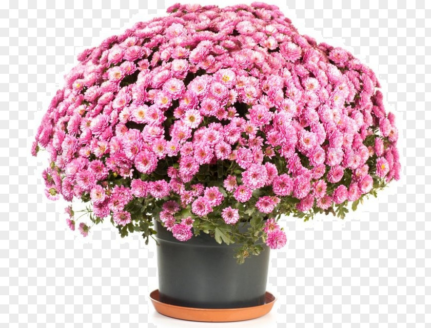Flower Chrysanthemum ×grandiflorum Flowerpot Perennial Plant PNG