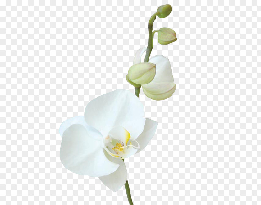 Flower Moth Orchids Cut Flowers Canvas PNG