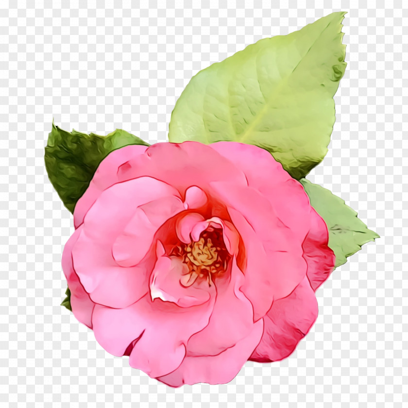 Garden Roses PNG